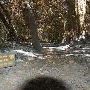 Poison Oak sign on Creek Trail after the Jesusita Fire