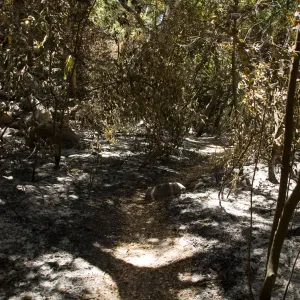 Creek Trail after the Jesusita Fire