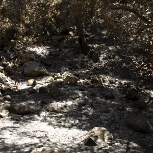 burned slope adjacent to Creek Trail after the Jesusita Fire