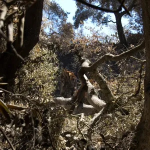 Tree broken in high winds after the Jesusita Fire