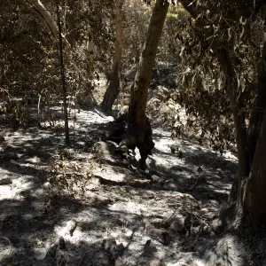 Ash under burned trees, Creek Trail after the Jesusita Fire
