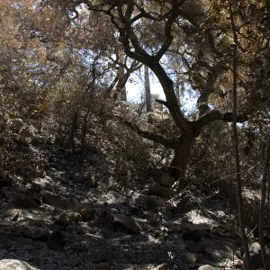 Campbell Trail slope after the Jesusita Fire