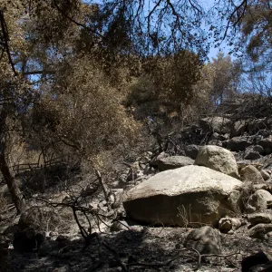 slope below Campbell Trail after the Jesusita Fire