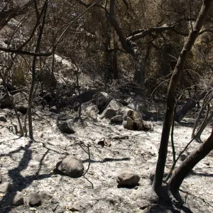 ash and burned vegetation in canyon after the Jesusita Fire