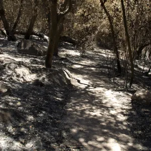 Creek Trail in Mission Canyon after the Jesusita Fire