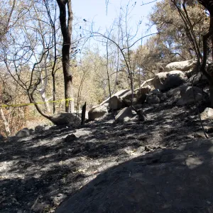 burned slope and fence adjacent to Picnic Area after the Jesusita Fire