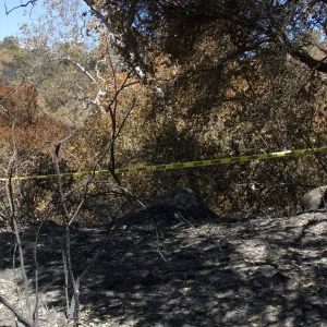 burned fence adjacent to Picnic Area after the Jesusita Fire