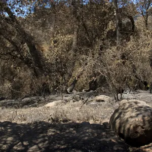 burned canyon slope below Picnic Area after the Jesusita Fire