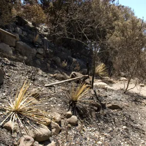 Campbell Trail steps to Meadow Oaks after the Jesusita Fire