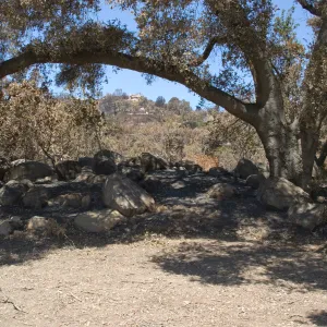 Meadow Oaks at edge of Canyon, after the Jesusita Fire
