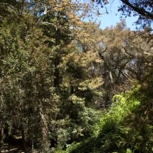 Redwood slope after the Jesusita Fire