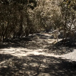 Canyon Trail after the Jesusita Fire