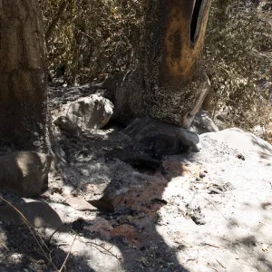 burned wood bench and hollow Sycamore in Mission Canyon after the Jesusita Fire
