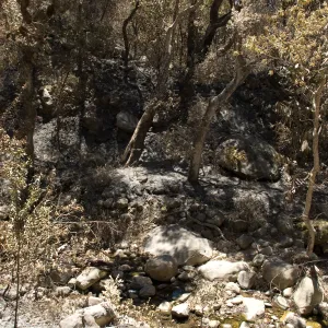 burned canyon slope above Canyon trail after the Jesusita Fire