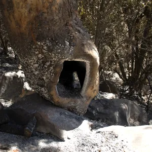 Burned, hollow sycamore along Mission Creek after the Jesusita Fire