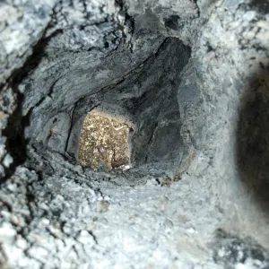 view through burned, hollow sycamore after the Jesusita Fire