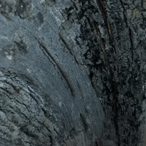 burned sycamore tree trunk after the Jesusita Fire