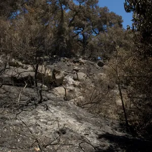 burned slope above Canyon Trail after the Jesusita Fire