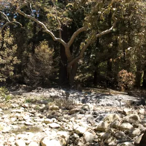 Mission Creek above Mission Dam after the Jesusita Fire