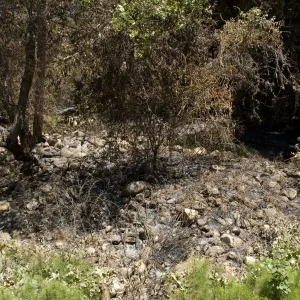 center of Mission Creek above Mission Dam after the Jesusita Fire