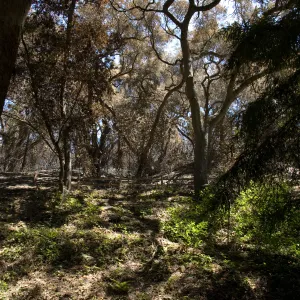 Oak Woodland Trail after the Jesusita Fire