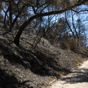 Pavered path from Redwoods to Meadow Section after the Jesusita Fire