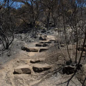 burned vegetation and stone steps on Woodland Trail after the Jesusita Fire