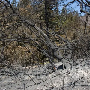 Woodland Trail burned vegetation after the Jesusita Fire
