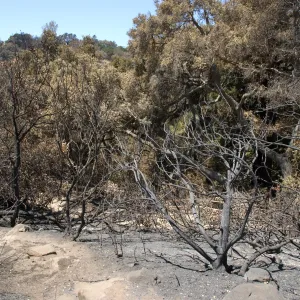 burned Woodland Trail after the Jesusita Fire