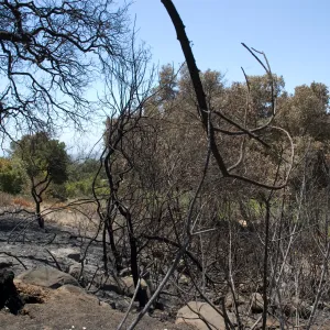 Burned tree on Woodland Trail after the Jesusita Fire