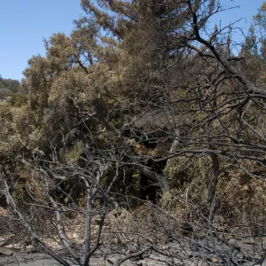 Woodland Trail view toward top of Redwoods after the Jesusita Fire