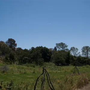 Meadow after the Jesusita Fire
