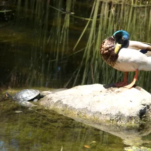 turtle and duck in the pond after the Jesusita Fire