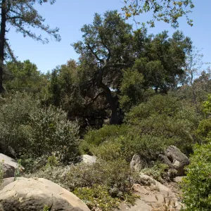 Manzanita Section trail after the Jesusita Fire