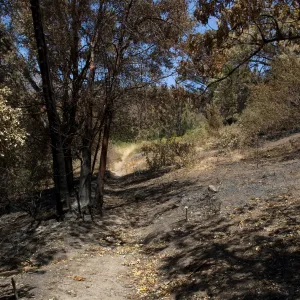 Porter Trail, mid-slope, after the Jesusita Fire