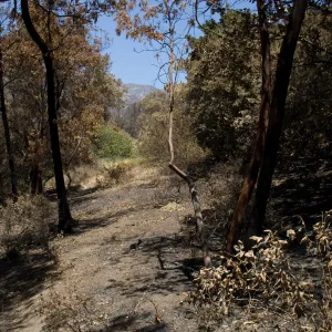Cypress section after the Jesusita Fire