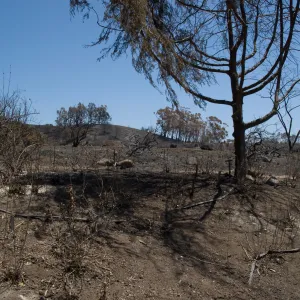 burned Porter Trail slope after the Jesusita Fire