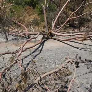 burned Cypress, Cupressus forbesii, after the Jesusita Fire