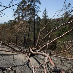 burned Cypress, Cupressus forbesii, after the Jesusita Fire