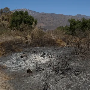 Porter Trail after the Jesusita Fire