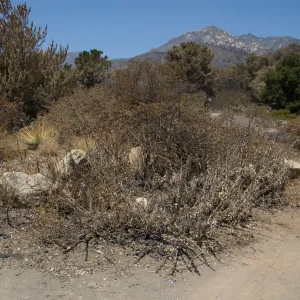 Santa Barbara Botanic Garden after the Jesusita Fire