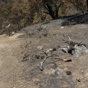 burned slope, tools and equipment after the Jesusita Fire