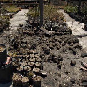 potted plants burned by the Jesusita Fire