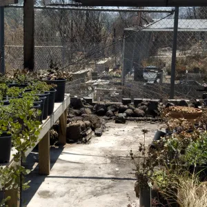 potted plants burned by the Jesusita Fire