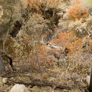 Mission Canyon from the Desert Section, after the Jesusita Fire