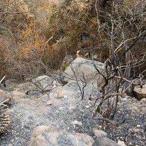 view of the canyon from the Campbell Trail, after the Jesusita Fire