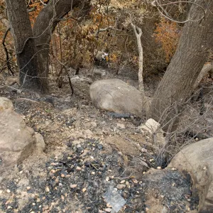 view of the canyon from the Campbell Trail, after the Jesusita Fire