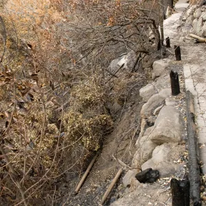 canyon slope below Campbell Trail, after the Jesusita Fire
