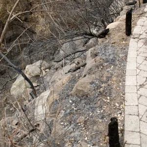 canyon slope below Campbell Trail, after the Jesusita Fire