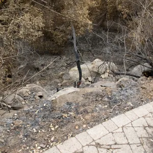 canyon slope below Campbell Trail, after the Jesusita Fire